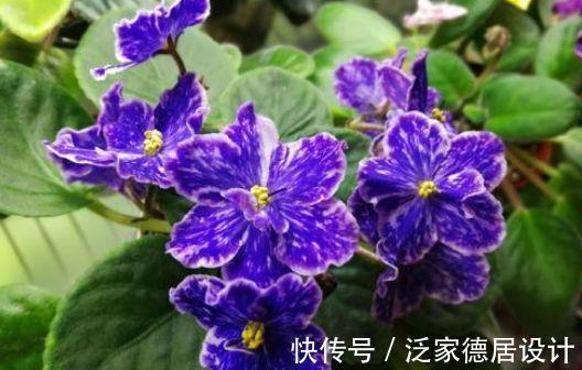 家养|从9月15日开始,家养此款花卉,扔到阳台,嗖嗖冒花苞,超美