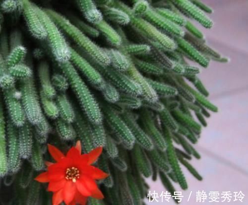 家里最适合养这几种植物，防辐射又能净化空气，有钱人都养了