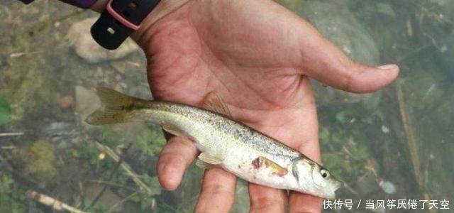 曾被认为是“小杂鱼”,殊不知已成鱼中珍品,80元1斤,别错过