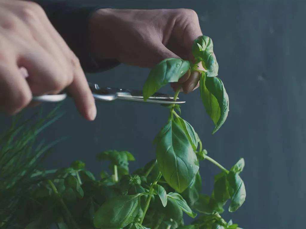  浇水|在冬天不光要将盆栽搬到家里，这4点也要注意，否则仍然会枯萎