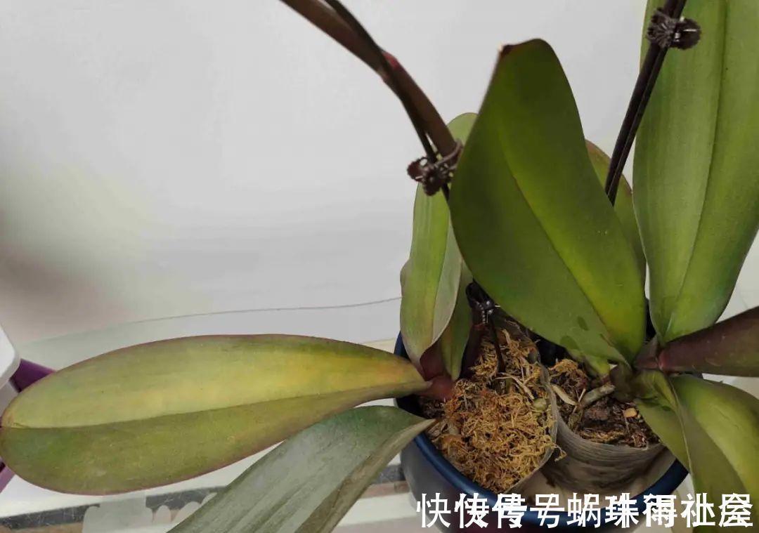 铃兰|30℃以上,10种花就先别养了,买一盆死一盆,别怪我没提醒你