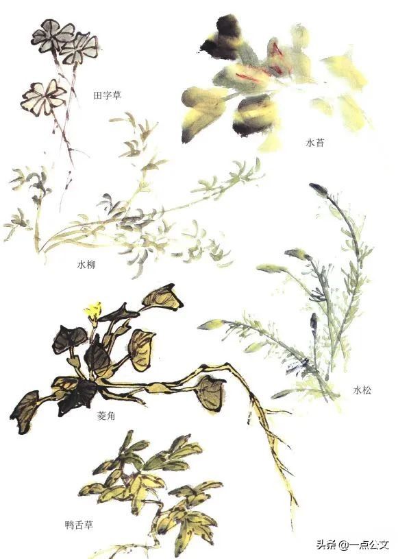 曙红|写意金鱼的画法解析