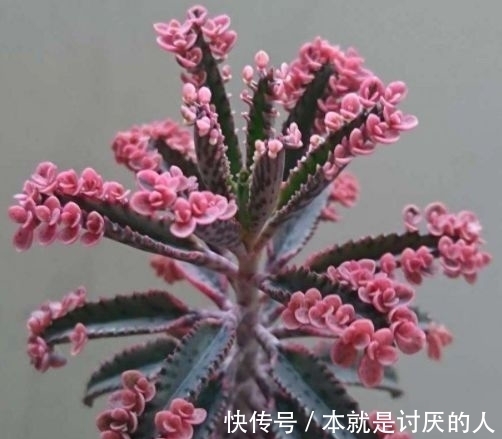 花卉|此款花卉便宜又好养，好养易活不招虫，养在哪里都爆盆，好运到来