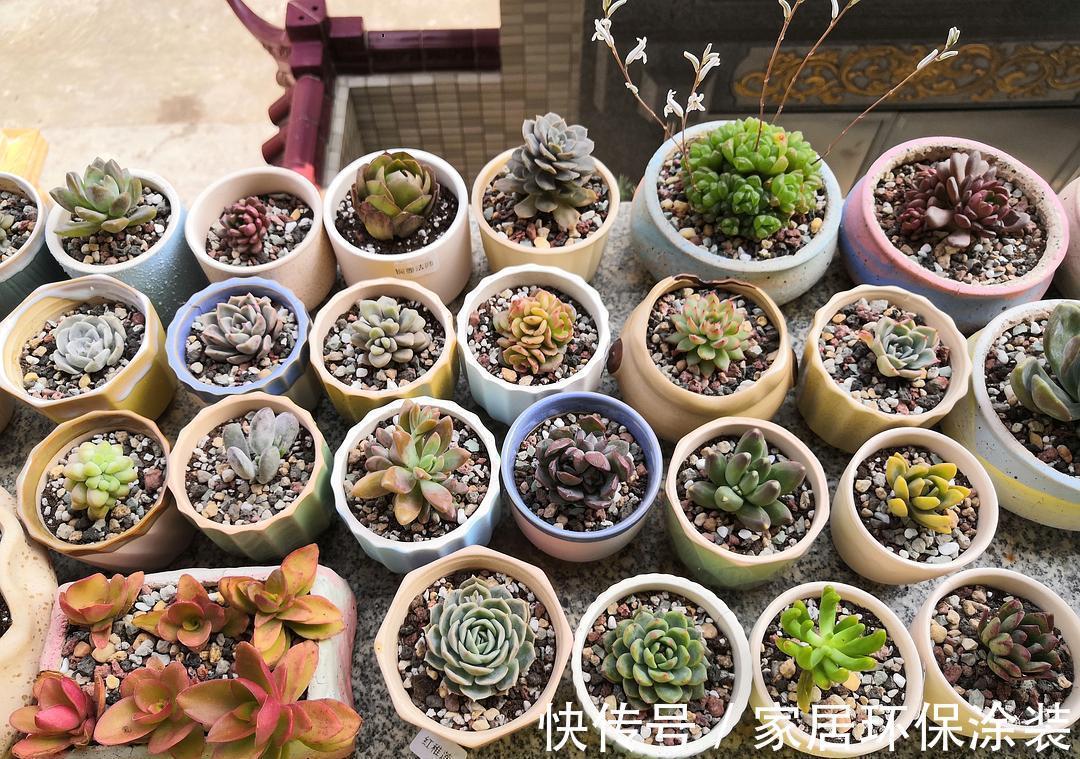 养多肉,别小看浇水,注意方法和对象,盆栽才不出问题