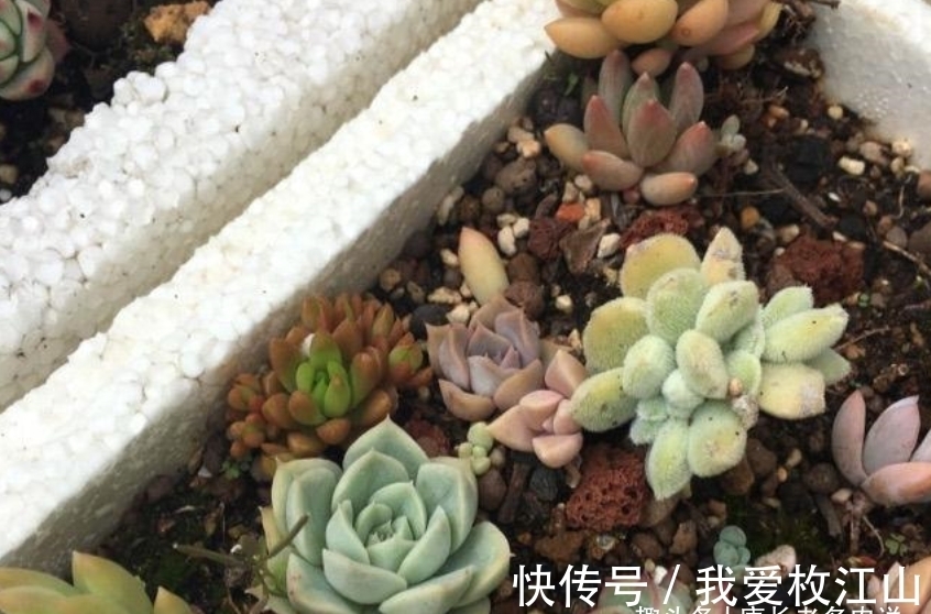 用泡沫箱来养多肉老桩?只要我们把细节做好,同样可以养出状态来