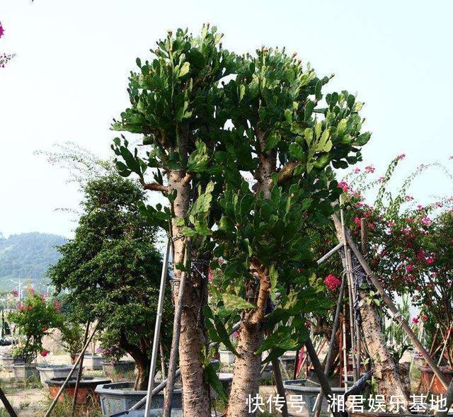 仙人果|30年的仙人掌长成“仙人树”,霸气侧漏,多少钱也不卖