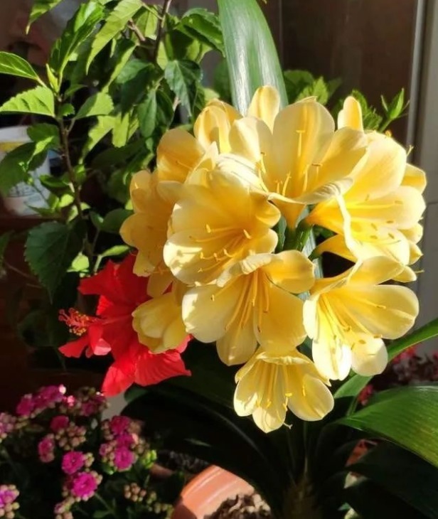 君子兰|君子兰夹箭不开花怎么办,教你个方法,轻松搞定