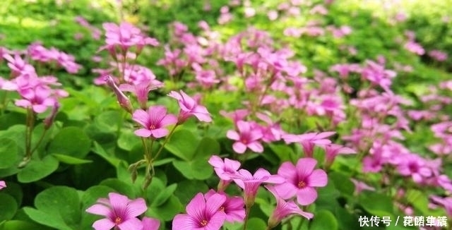 三角梅|5种花是“拼命十三郎”,不但夏天盛开,四季勤花,你养了几种