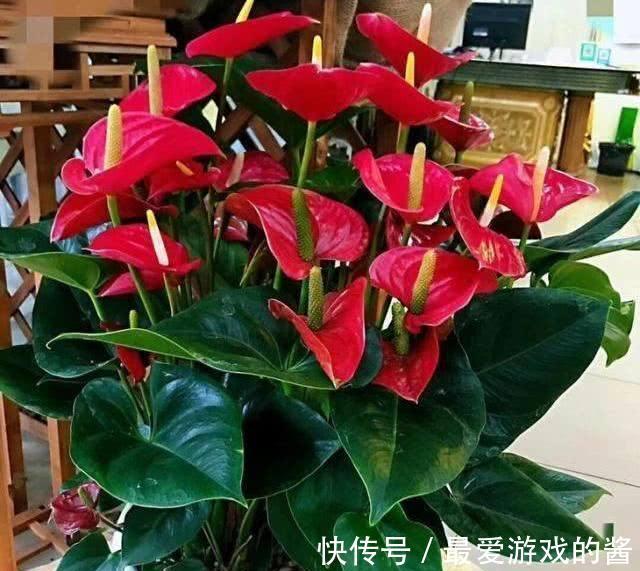 10大吉祥花,好养又高档,家里养一盆,有花有果招财又旺家