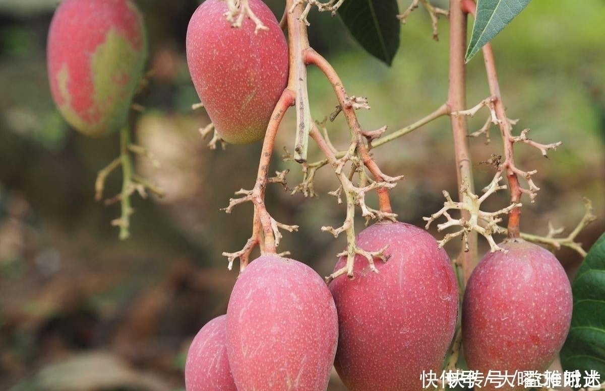 脑神经元|咳嗽痰多别慌每天一个此水果,止咳化痰,还能滋润皮肤