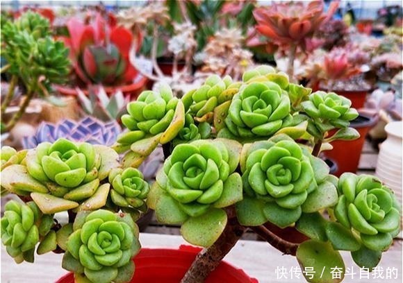 比“玫瑰”还漂亮，养成老桩就是一束手捧花，难怪有人养了几十盆！