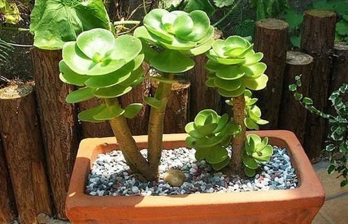 碧玉莲|四种多肉,自带“财气、贵气”,富贵人家都爱养,你养过几种?