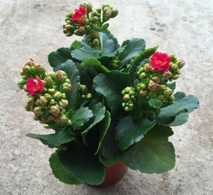 君子兰、长寿花、蟹爪兰,盆边戳个洞,加入2滴“它”,一开100朵