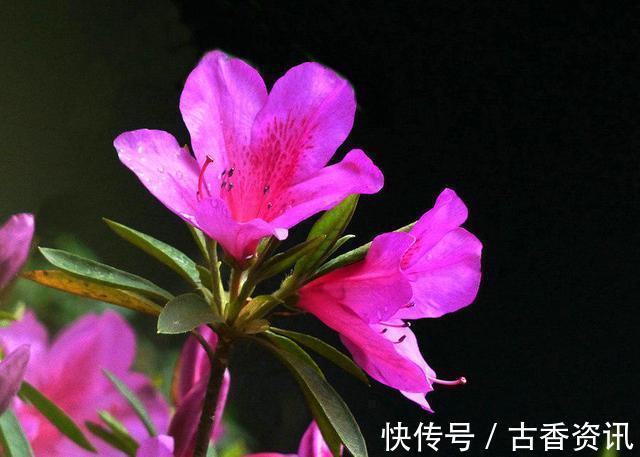 修剪|这5种花要“睡觉”，少浇水少施肥，睡醒了才能开花艳