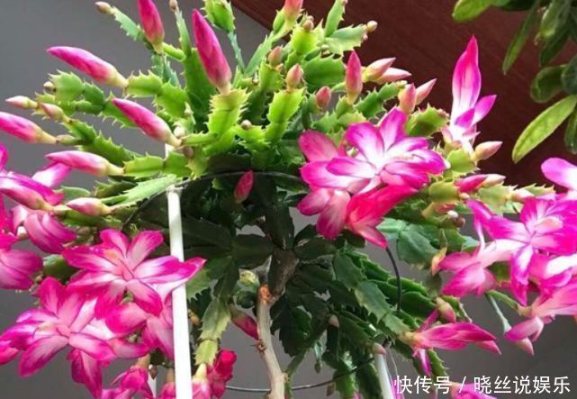 满盆|悄悄告诉你，花卉不开花，用点“催花水”，花开满盆，变养花高手