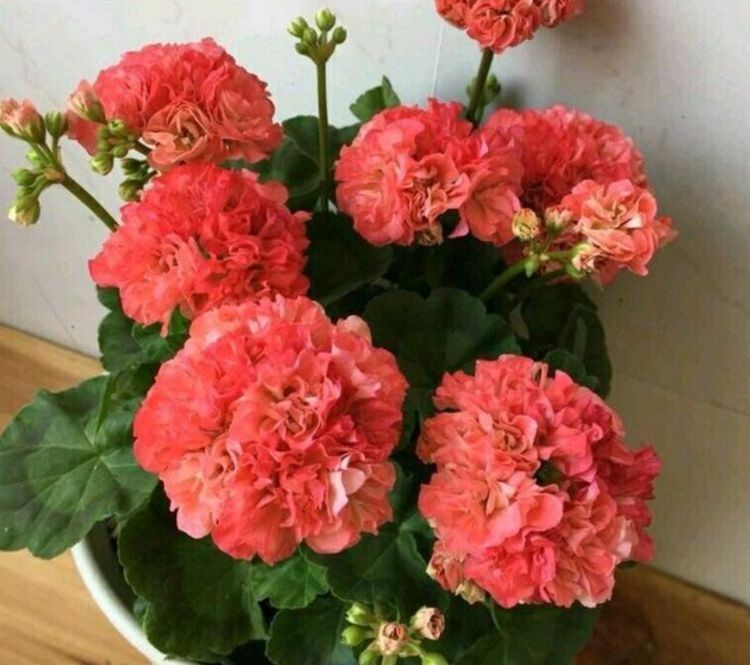 家里养此款花卉,不用管就“爆盆”,还开出漂亮的花!