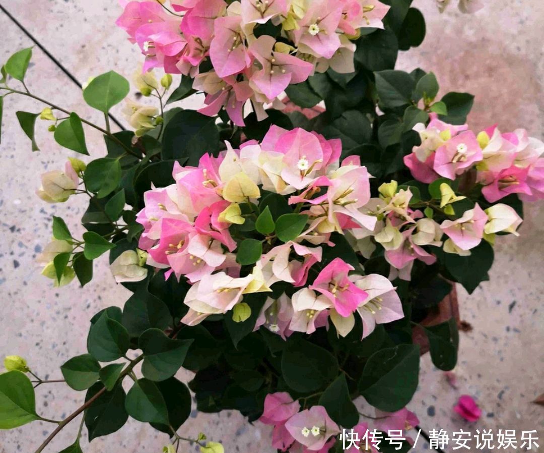 三角梅矮化促花芽分化技巧,没事喷喷“它”,开花爆盆又造型紧凑