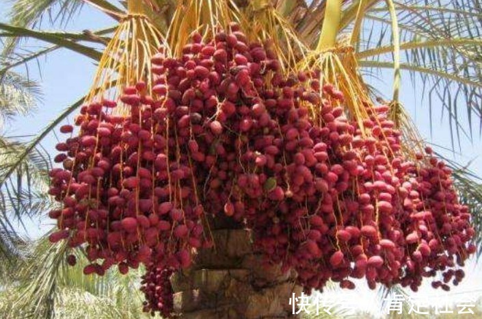 气血|女性常吃此物,气血足了,色斑淡了,失眠也好了,早知早受益