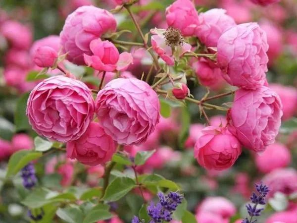 月季|花开成墙！杨浦顺平路上2520株月季正盛开~