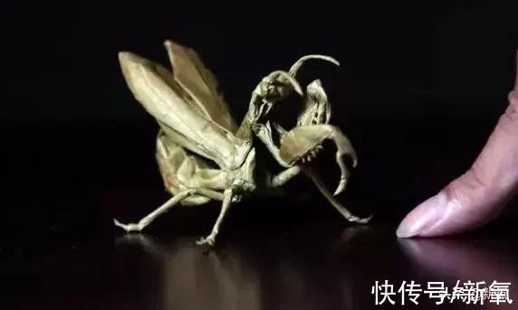 作品$陈晓得了折纸界奥斯卡大奖,这也太绝了吧