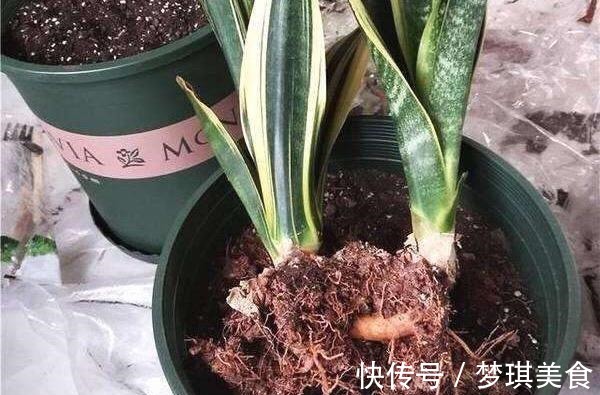 虎皮兰|养虎尾兰,一个小技巧,长得快、侧芽多、叶厚实,3个月长爆盆