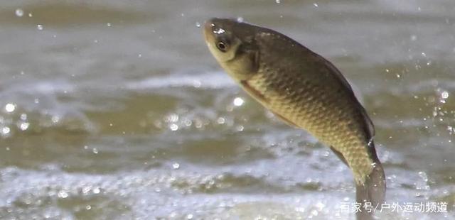 气温大幅下降的11月该钓深还是钓浅记住这2点是关键!