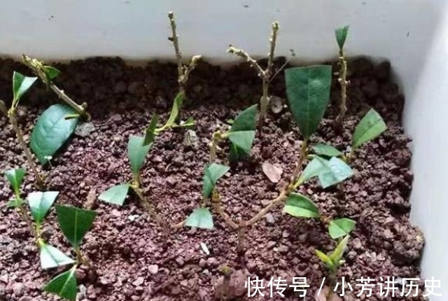 桂花|桂花怎样繁殖快?“扦插”最靠谱,教你扦插小技巧