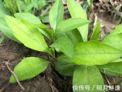 菊科马兰属|曾是民间救饥菜，如今6元一斤成高钾菜，营养比菠菜高，可别错过