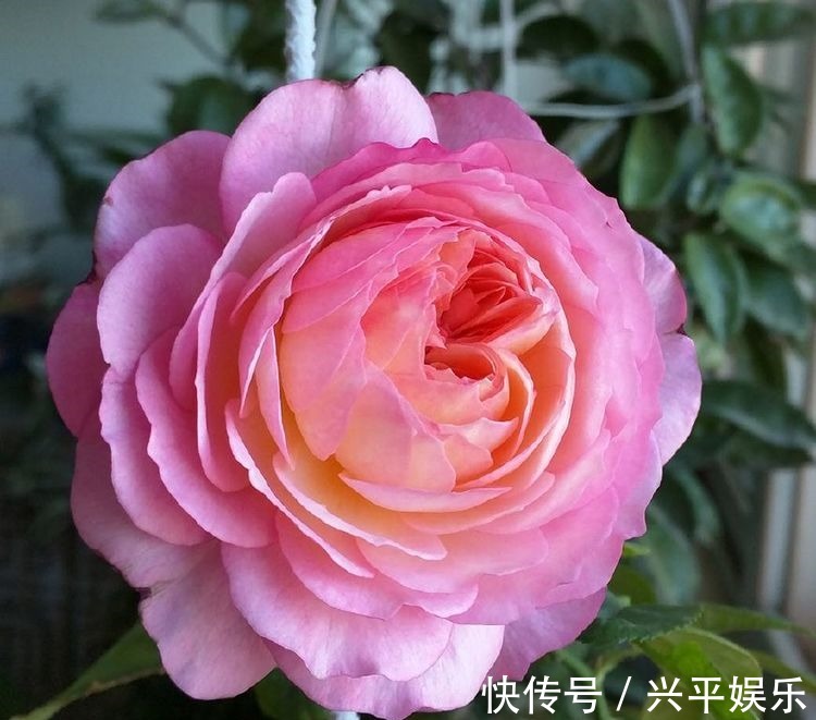 最值得入手的杜鹃花,栽培容易,花色超美,三季开花,是盆栽佳品