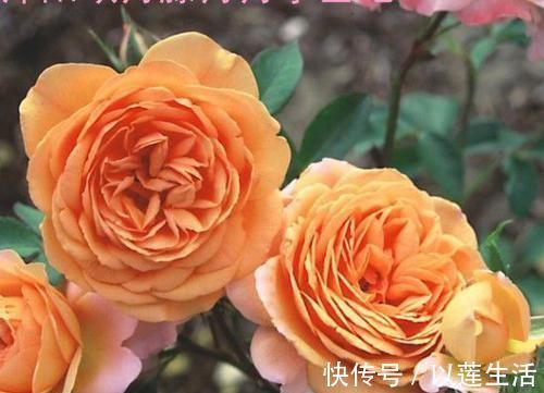 室内|适合养在室内的5种花，给点阳光就灿烂，开花爆盆很简单，真漂亮