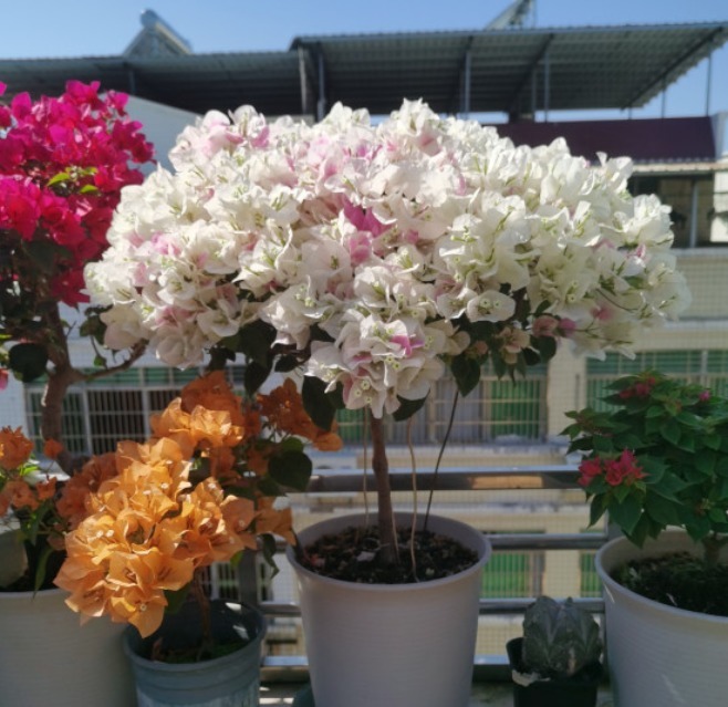 家养“6种花”，抓紧搬进屋，可保证后期生长顺利，芳香四溢