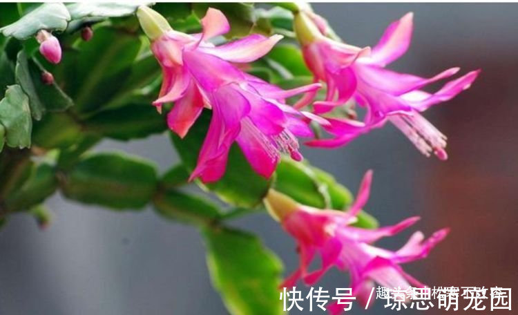 几种花特适合养阳台,人见人爱,美不胜收,花美心情好!