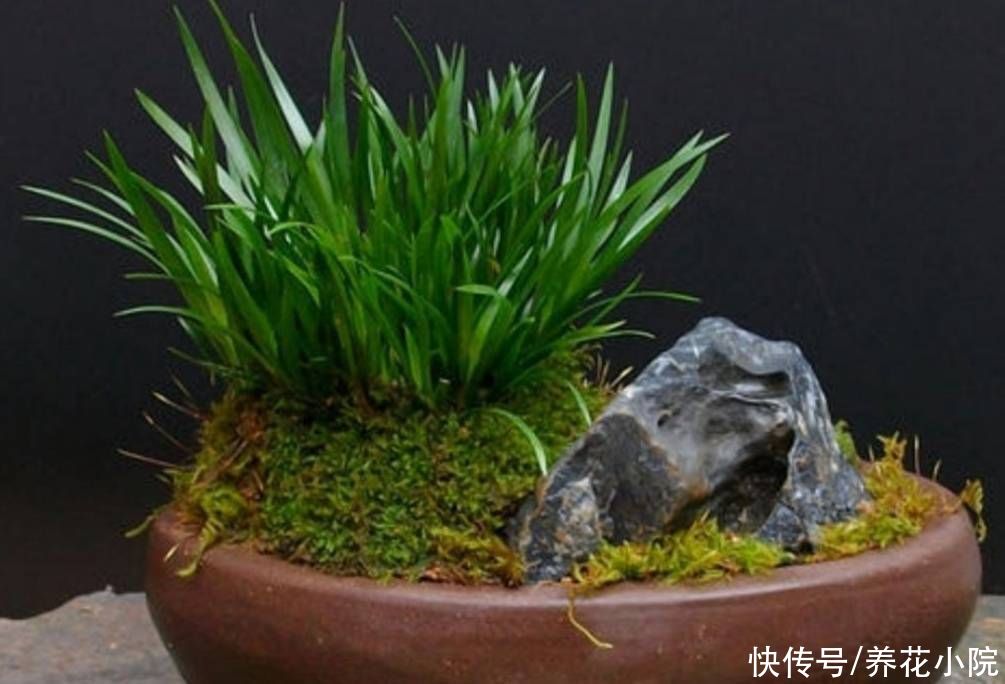 养护|外面遇到5种小植物，带回来做成小盆景，漂亮又美观