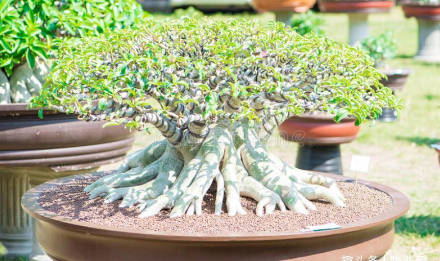 6种常见的“漂亮花”，好养少浇水，养成盆景“身价”翻倍