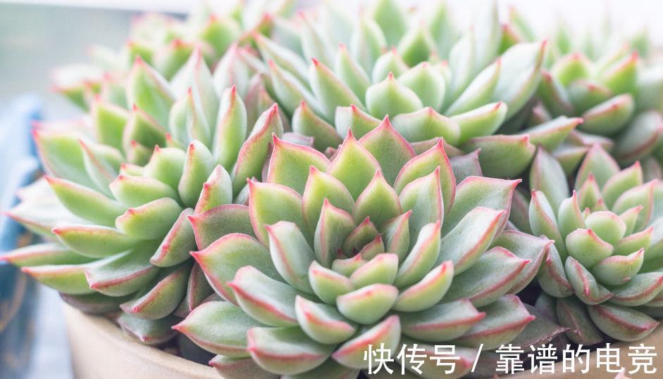 多肉|多肉植物蚧壳虫太可怕，5个简单处理方法，轻松消灭蚧壳虫