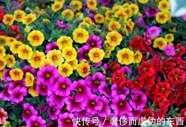4种花是爆盆能手，懒人新手都能养好，开花就爆盆，既美观又方便