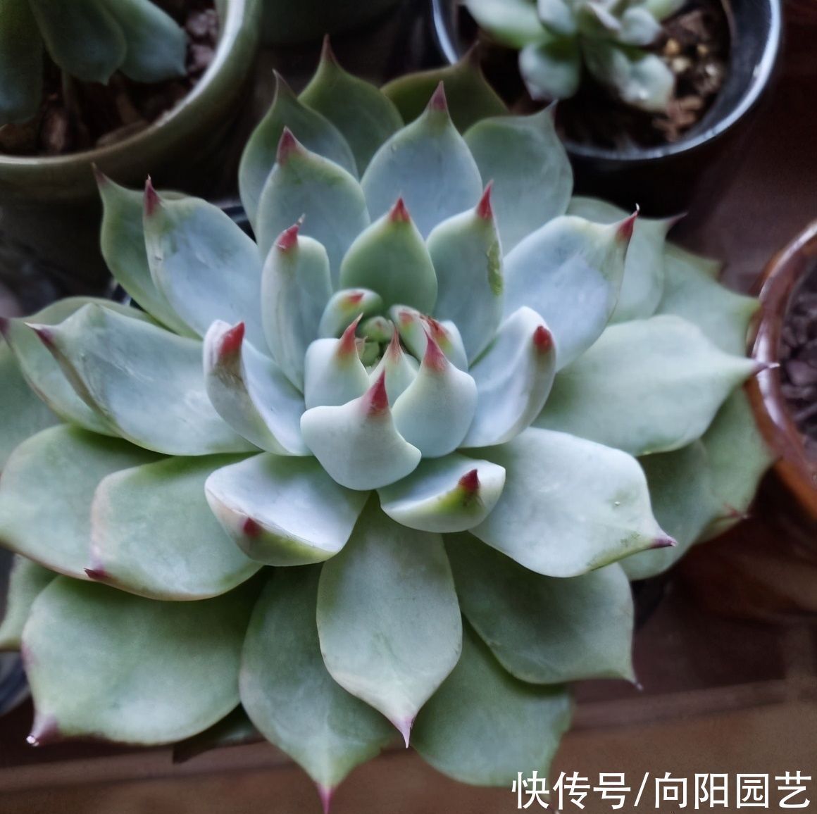 冬季养多肉,“禁区”要知道,老手分享经验,新手养肉不发愁