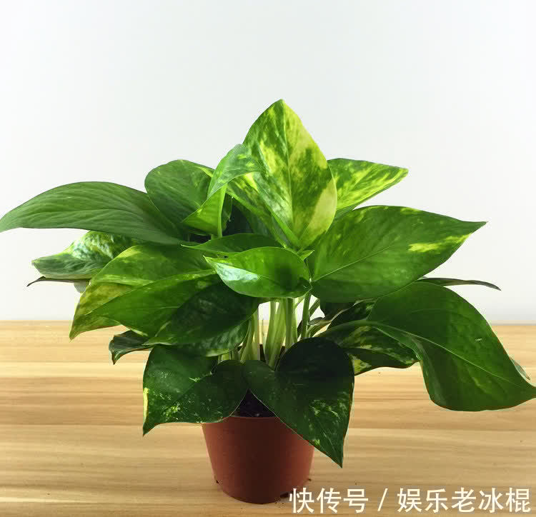 浇花|浇花用这3种“水”，水肥兼顾，省劲又效果好，制作方法简单