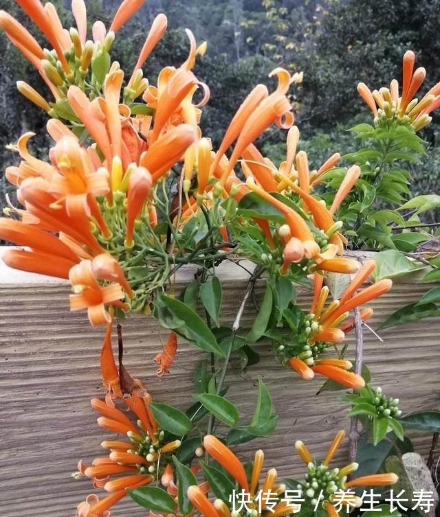 一种花,喜庆好养、易繁殖,开花鲜艳夺目,一次能开1000朵!