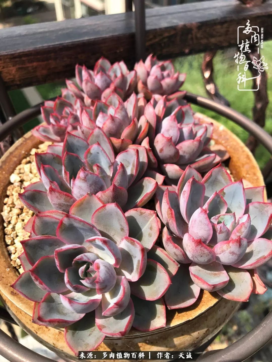 吃饱喝足，包邮区的多肉养精蓄锐准备渡劫！