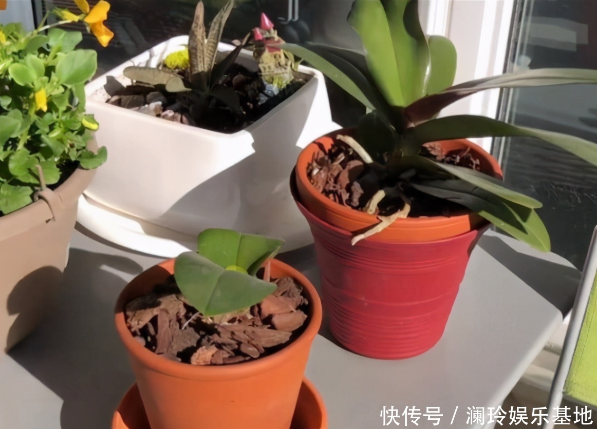 透气性|想换盆怕把花“换死”？教你一个“安全”的方法，换完快速生长