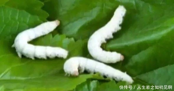  金蚕|马未都：这条金蚕，当年无人问津！