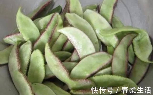鸡蛋|告知这菜每吃一斤,相当于8杯牛奶,15个鸡蛋,可惜很多人不知