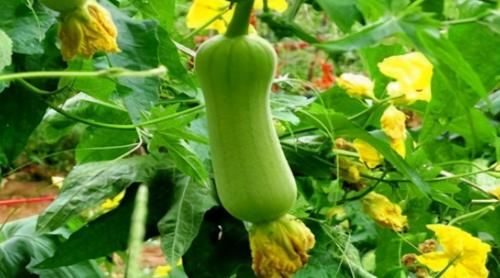 聪明的人爱吃3种食物，补铁补血，营养丰富，好处多多！