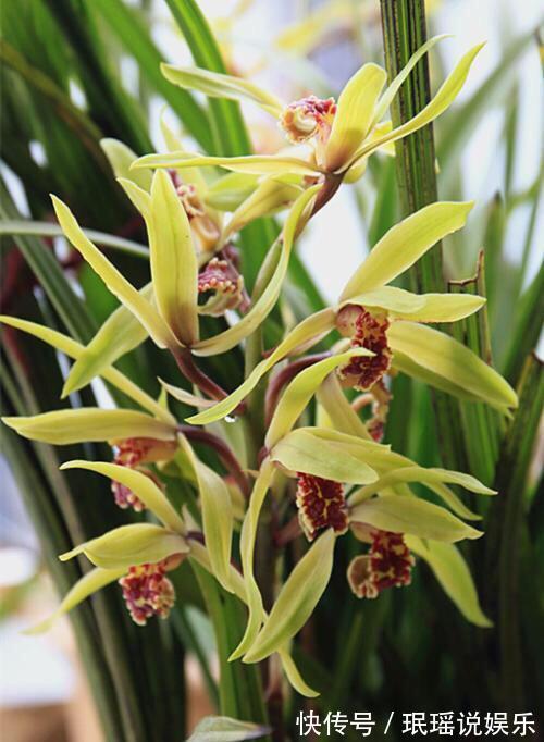 春兰惠兰建兰傻傻分不清楚看一点就明白，注意遮阴浇水，花特多