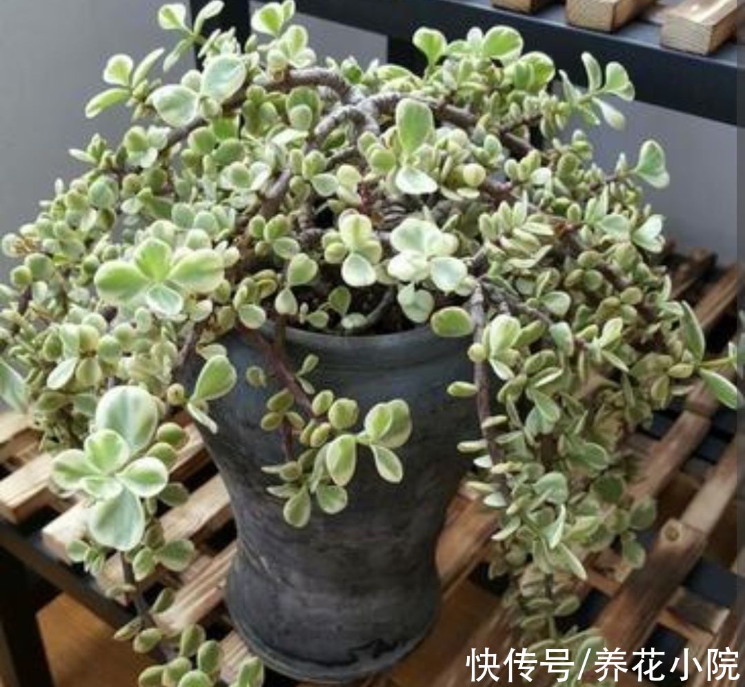 养多肉雅乐之舞，避开4个“错误”，长得旺盛，叶子饱满翠绿