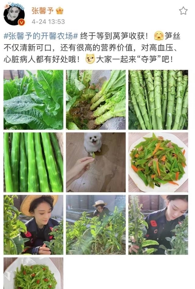 下厨|张馨予在家下厨，喂爱宠吃莴笋，开心唱儿歌疑似在哄两岁女儿