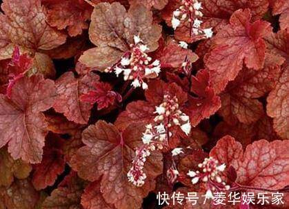 花苞|这3种花“开花”不是好事,见到花苞立马剪掉,不然越来越丑