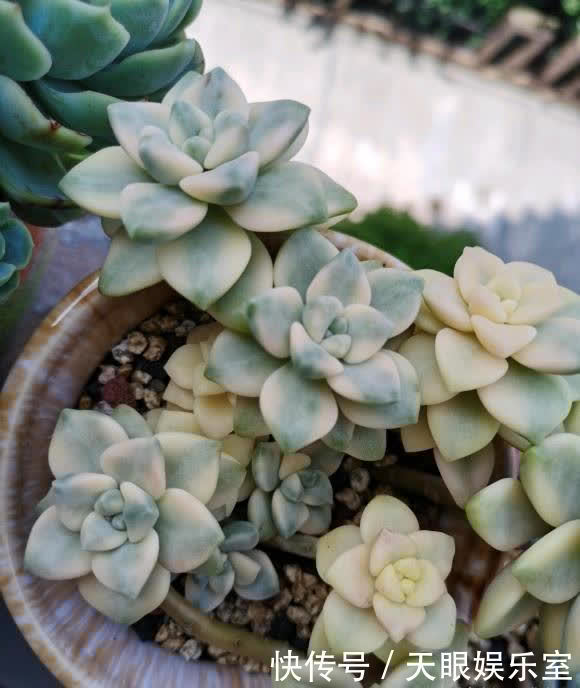 叶片|养多肉,带有目的性的去养,往往会养的更好,以养状态为主