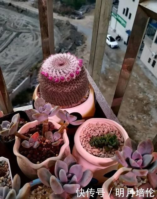 一个月|3种懒人花,一个月不管不顾反倒长的旺,尤其最后一种,狂窜到房顶